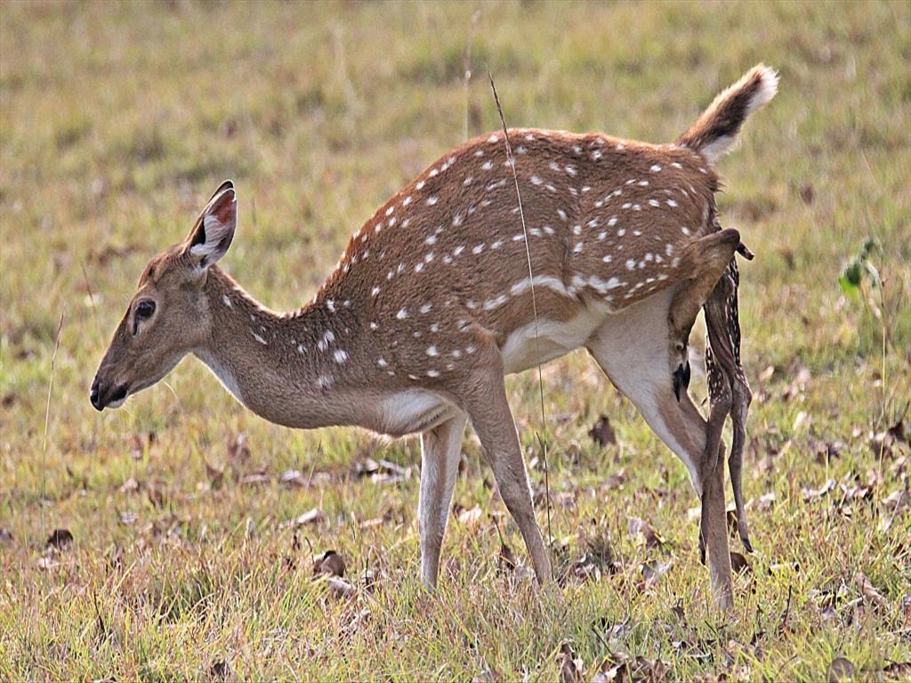 Spotted Deer giving birth to the young one